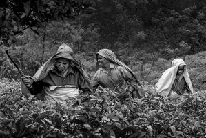 Teepflückerinnen in Kerala