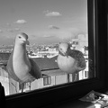 DSC_6295.jpg
