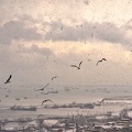 DSC_6558.jpg